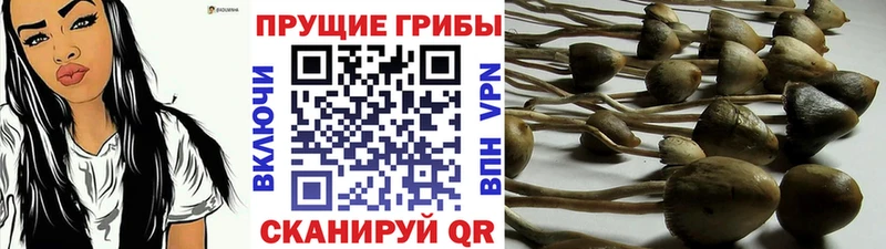 Галлюциногенные грибы Magic Shrooms  Чернушка 